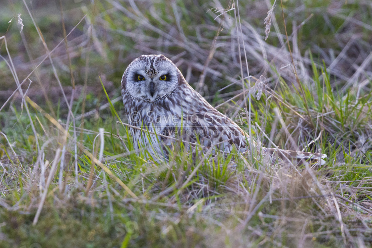 Short-eared Owl, adult sitting on the ground